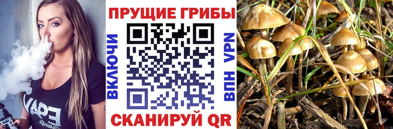 Псилоцибиновые грибы Psilocybe  закладка  Кировград 